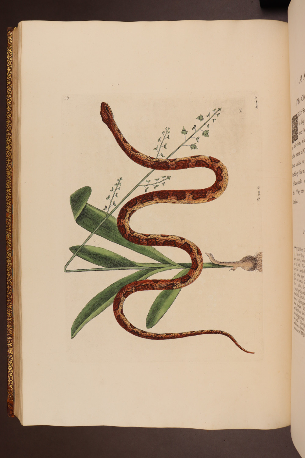 Plate 55